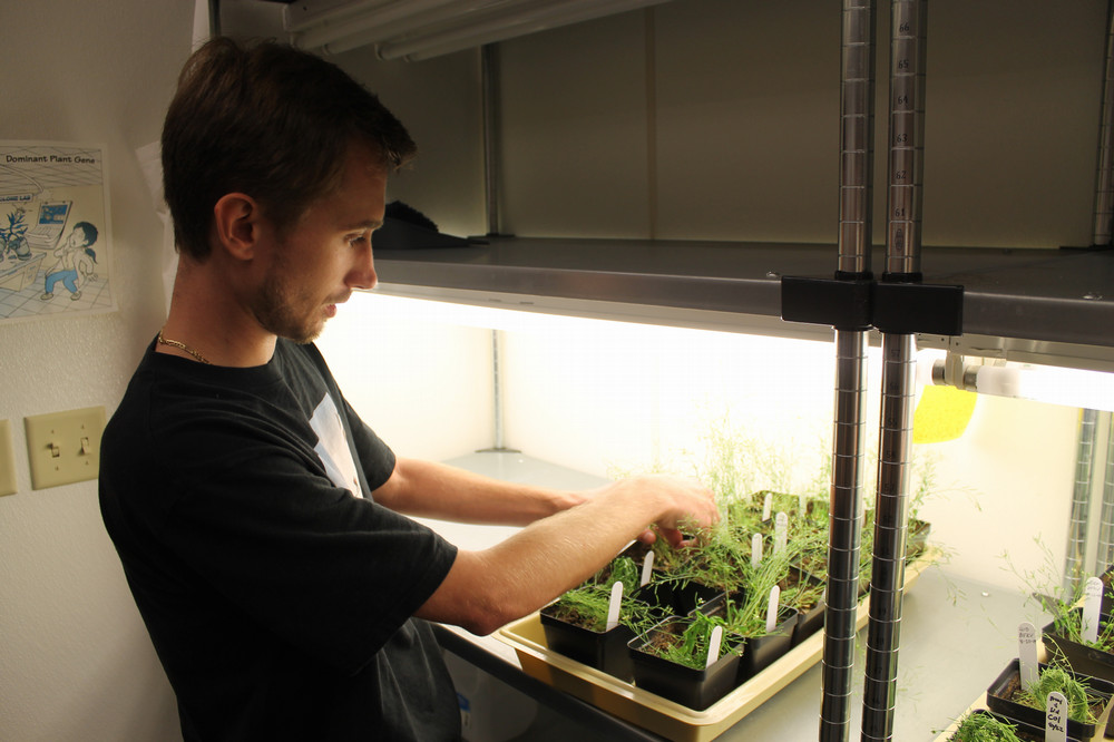 student tending to plants in the botany lab