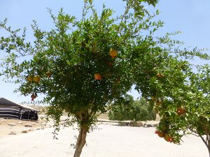 Tree with pomegranates hanging from it