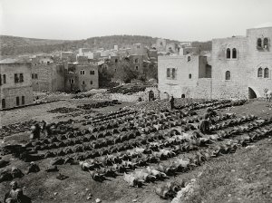 hundreds of water skins laid out in rows to dry